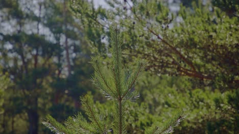 a thriving young pine tree bathed in sunlight, flourishing amidst the vibrant greenery of a pine forest