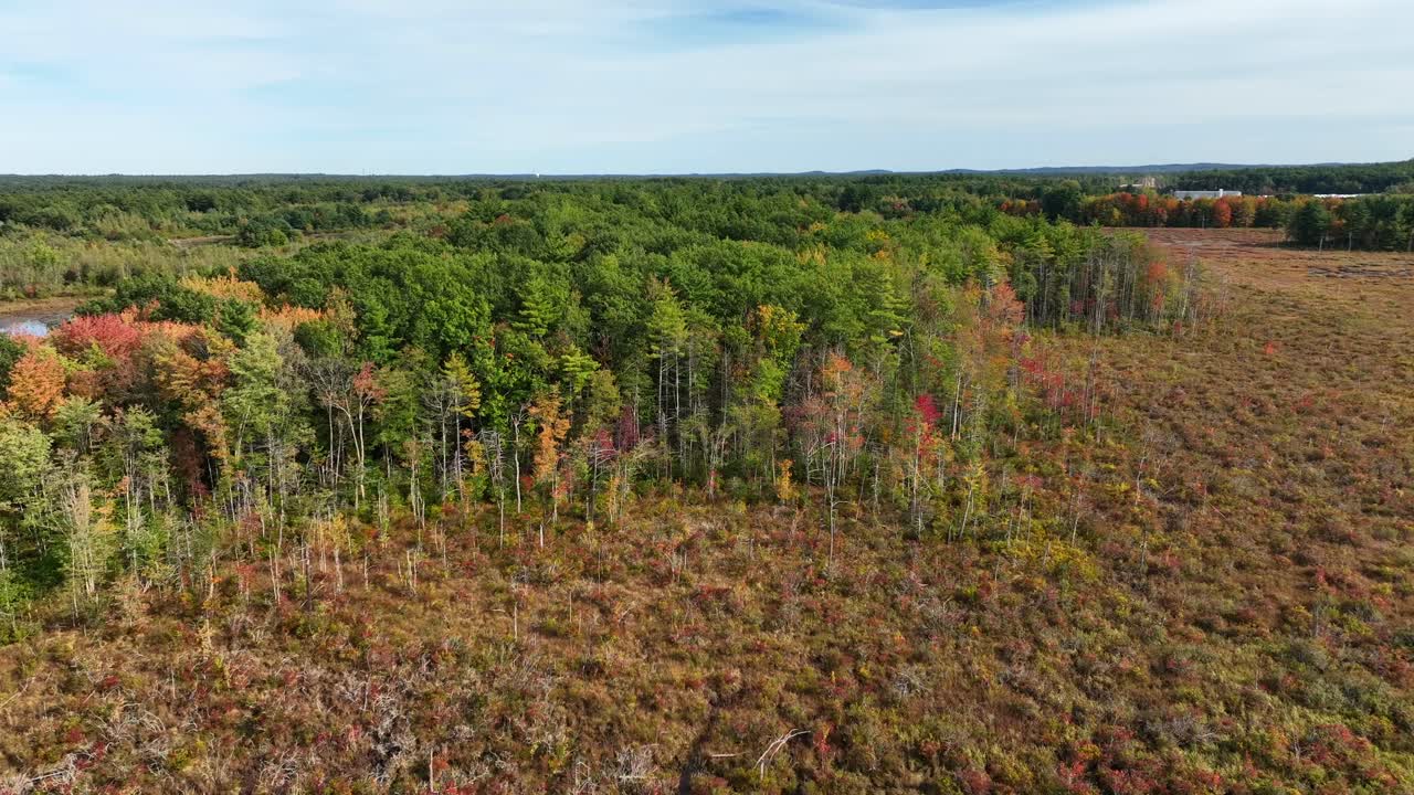 bosque talado y crecimiento de nuevos árboles después