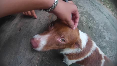 patting a cute and obedient dog