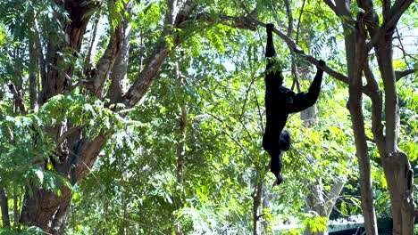 black gibbon hanging from a tree branch