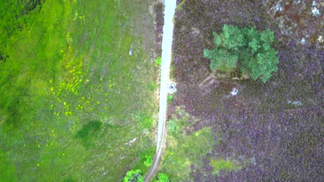 Imágenes-Aéreas-De-Drones-De-4k-De-Arriba-Hacia-Abajo-De-Una-Impresionante-Ruta-De-Senderismo-En-Medio-De-Una-Reserva-Natural-De-Brezos