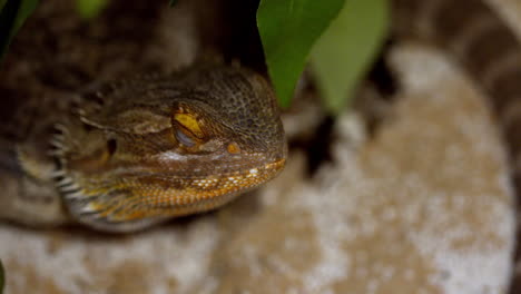 Lizard-sleeping-on-a-rock