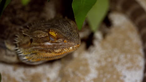 lagarto durmiendo en una roca