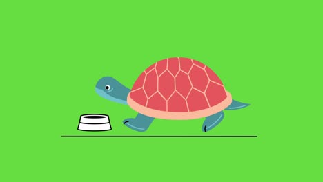 4k  video of cartoon turtle on green background.