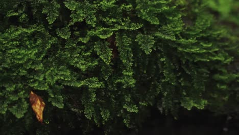 mossy tree in the rain, close up japanese aokigahara forest trees