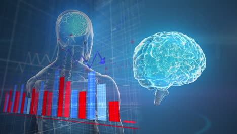 animación del procesamiento de datos estadísticos sobre el modelo del cuerpo humano y el giro del cerebro sobre un fondo azul