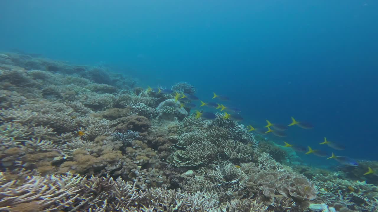 A school of Yellow-tailed Fusiliers (Caesionidae) swims over deep sea coral reef of Raja Ampat in Indonesia.