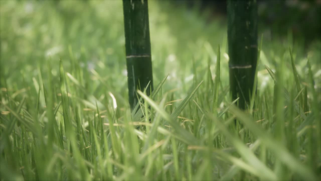 hierba verde fresca en el bosque