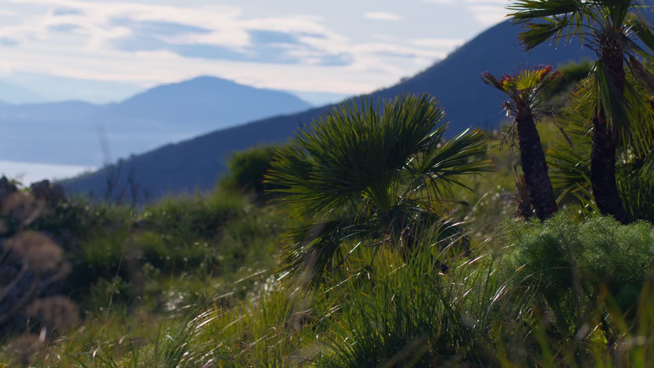 Majestic mountain landscape with palm trees and clear skies in San Vito Lo Capo