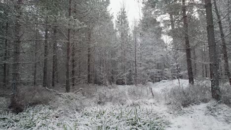 Filmische-Drohnenaufnahmen,-Die-Langsam-Durch-Eine-Stille-Winterlandschaft-Mit-Weißen,-Schneebedeckten-Waldkiefern-Und-Silbernen-Birken-In-Einem-Wald-Fliegen