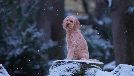 goldendoodle dog sitting on stump while snowing in winter