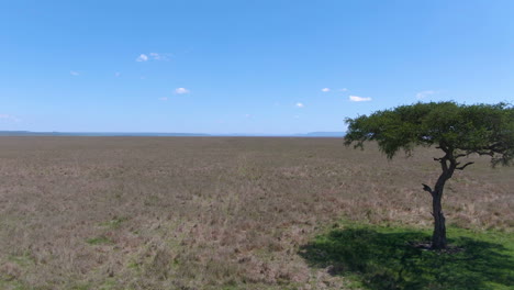 Antena-De-La-Sabana-Africana-Dando-Vueltas-Alrededor-Del-árbol-De-Acacia-Durante-El-Día-Soleado