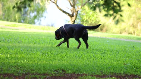 a dog leisurely explores a vibrant green park under soft daylight, capturing a serene moment in gold coast, australia