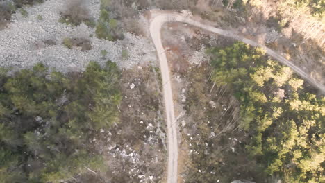 aerial view of a dirt road in dense pine forest on trentino mountains during sunny winter in italy