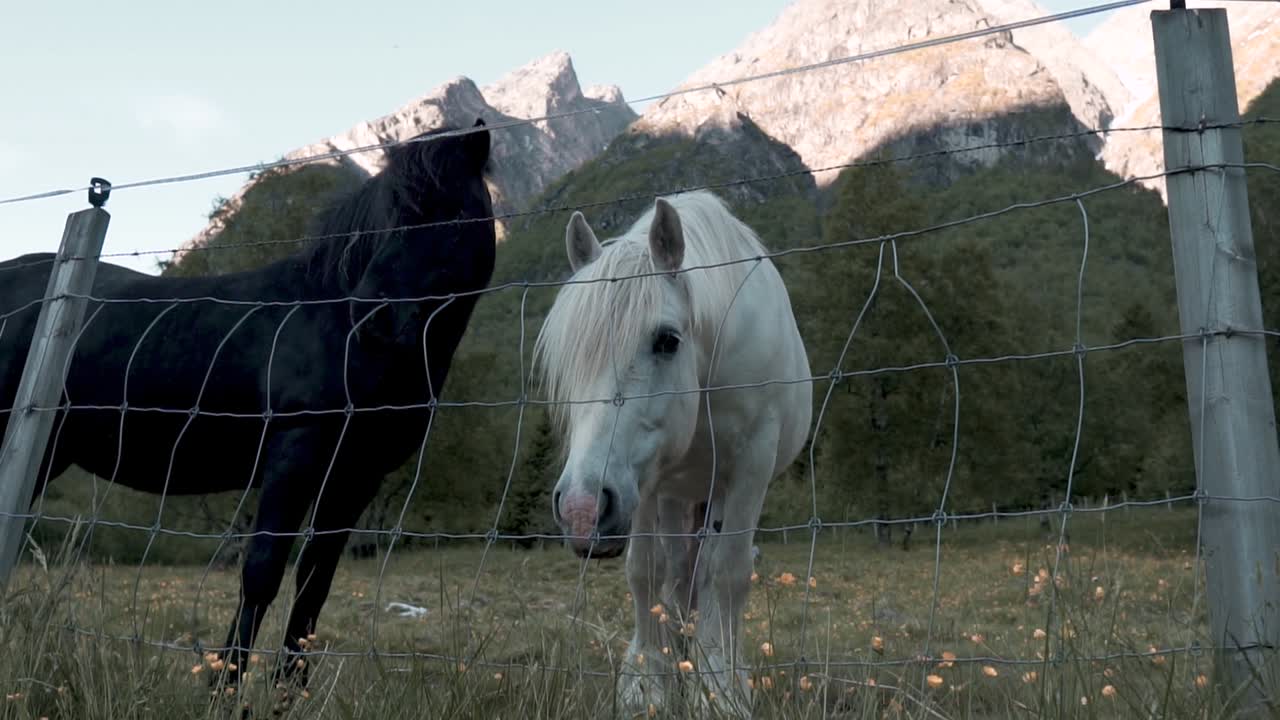 Slow motion shot of two horses, black and white, eating grass behind a fence with a beautiful view of mountain terrain in the background.