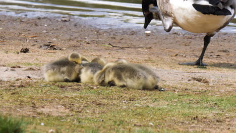 canada goose goslings resting and sleeping together with mother nearby