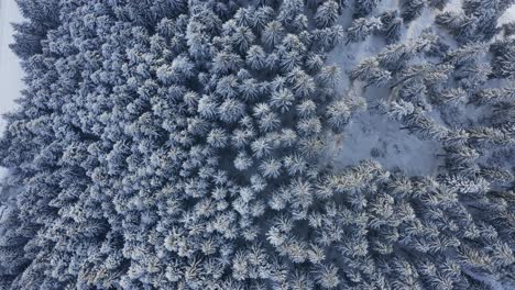 Slow-rotating-top-down-view-of-frozen-snow-covered-pine-forest-on-mountainside