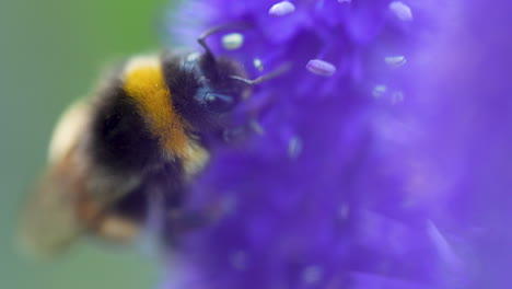 Buff-tailed-bumblebee-collecting-pollen-on-purple-wildflower--macro-shot-crawling-in-slow-motion