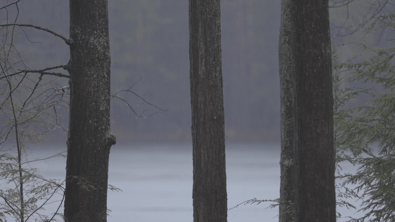 백그라운드에서 호수와 폭우에 세 나무의 긴 샷