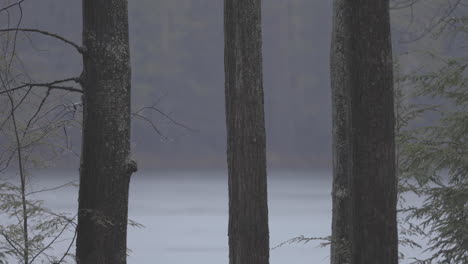 long shot of three tree in heavy rain with a lake in the background