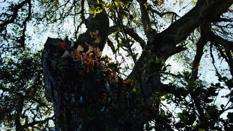 a colorful shot of the sun shining through a beautiful tree