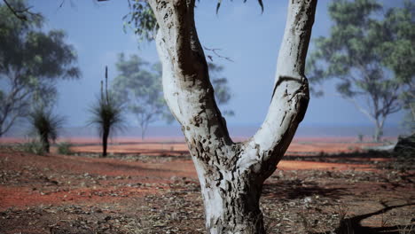 beautiful landscape with tree in Africa