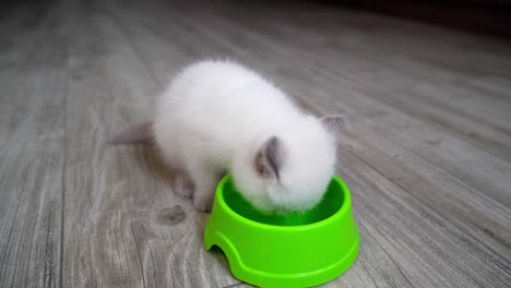 kitten eating from plate. cute small cat eating food at home