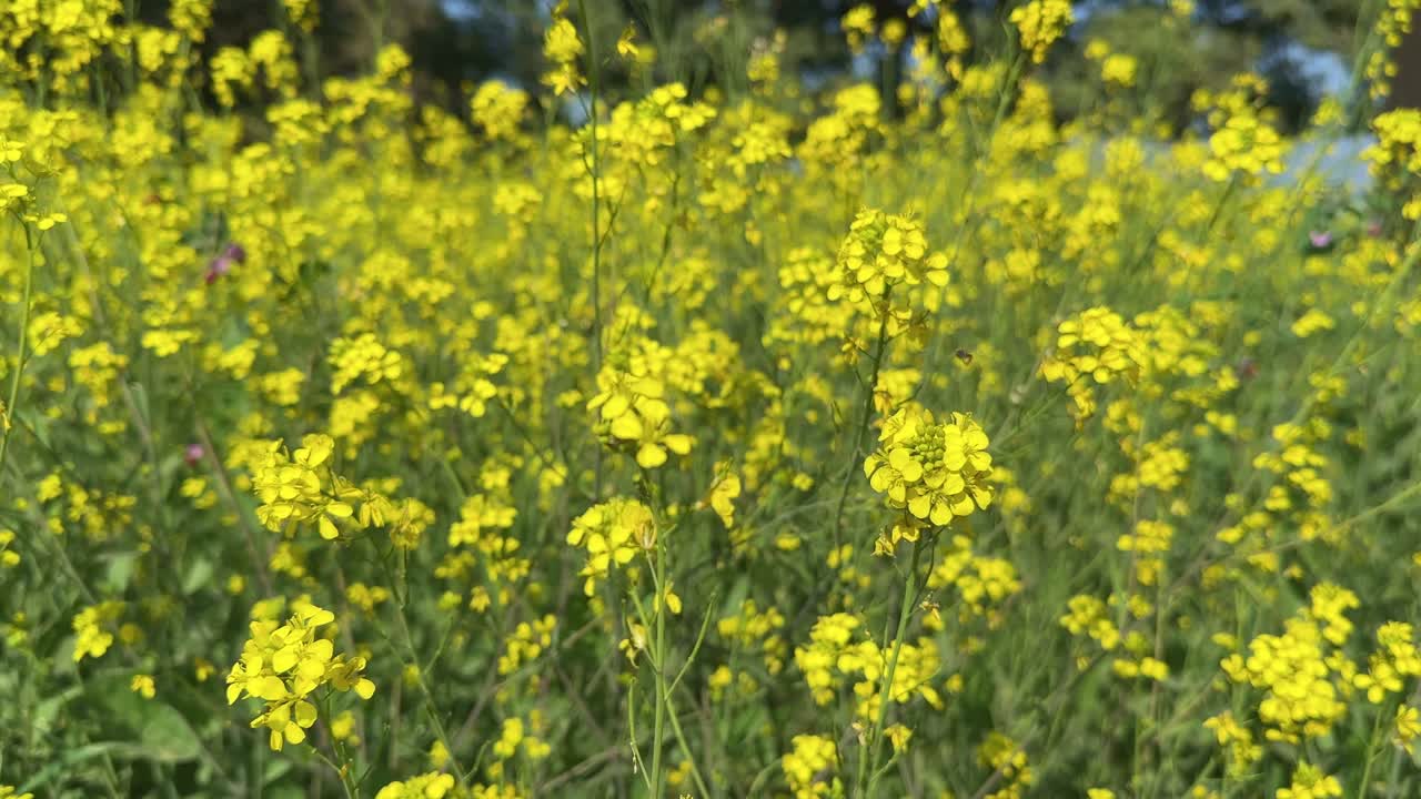 yellow mustard flowers, mustard, blossoms of oilseed, green yellow plants, yellow blossoms