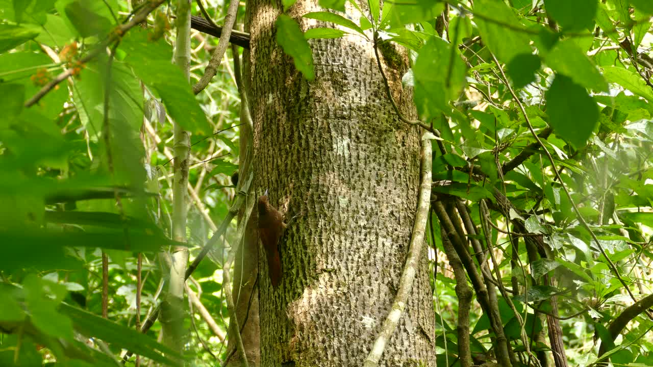 Large brown bird sitting on a tree trunk in a tropical rainforest. Strong-billed woodcreeper sitting on a jungle tree in a Costa Rica rainforest.