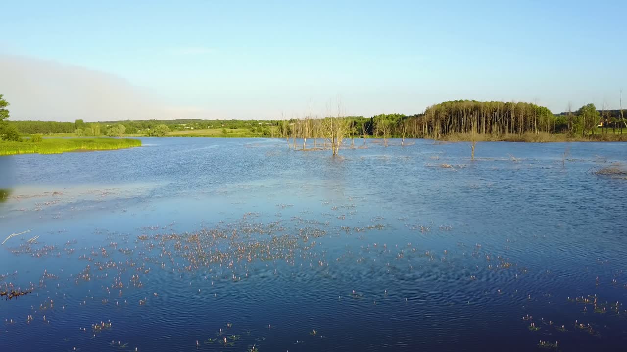 Dead Tree Sticking Out Of The Water. Aerial shot of the dead tree sticking out of the water from lake