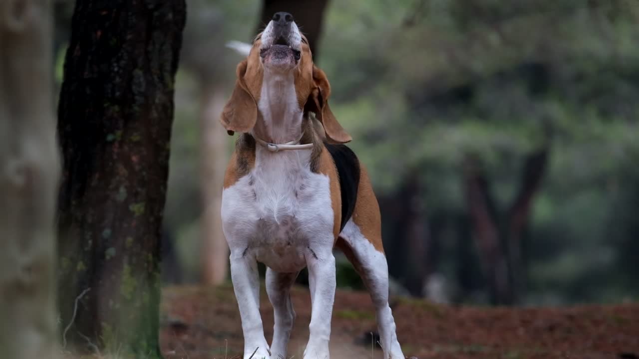 una foto de un perro beagle jugando con una piedra antes de mirar a la cámara mientras gira por un parque