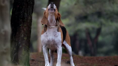 shot of a pet beagle dog playing with a stone before looking at camera while going around a park