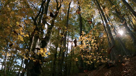 Super-slow-motion-of-how-the-leaves-fall-in-an-autumn-forest