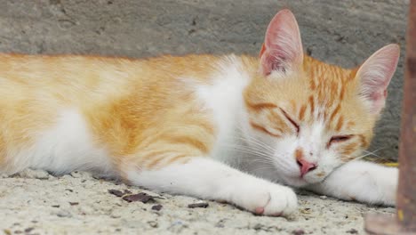 close up of a sleepy tabby cat