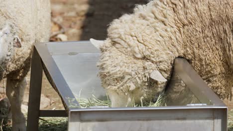 sheep feeding grass on a metal trough in a farm - close up