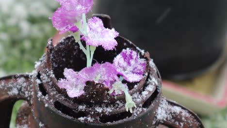 Künstliche-Blume-Mit-Schneefall-Auf-Einer-Rostigen-Vintage-Öllampe-Aus-Metall-Im-Garten