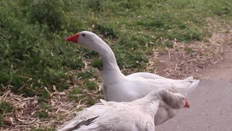 Primer-Plano-De-Dos-Gansos-Blancos-Juguetones-Caminando-Juntos-En-El-Campo,-Día