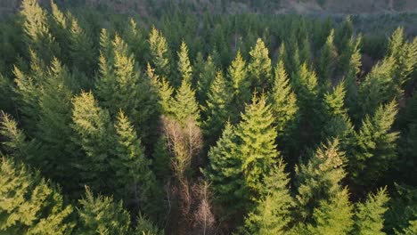 a dense evergreen forest during golden hour with sunlight filtering through trees, aerial view