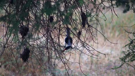 African-red-billed-hornbill-perched-on-a-tree-branch-searching-for-berries