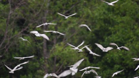 Terns-are-seabirds-that-can-be-found-all-throughout-the-world-at-sea,-rivers,-and-other-wider-bodies-of-water