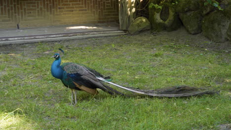 Peacock-Strolling-Through-Meadows-At-Wildlife-Zoo-Park