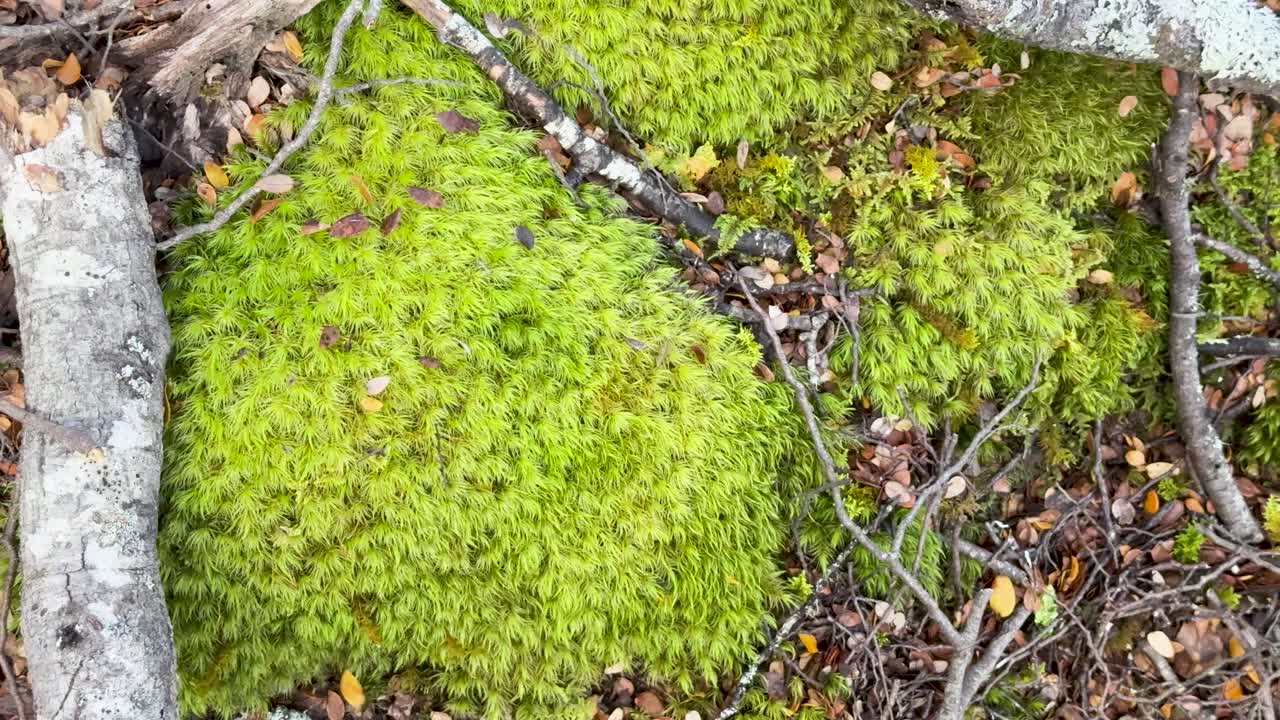 Il vento sparge foglie autunnali su un vivace muschio a cuscinetto, ripreso in un costante primo piano dall'alto