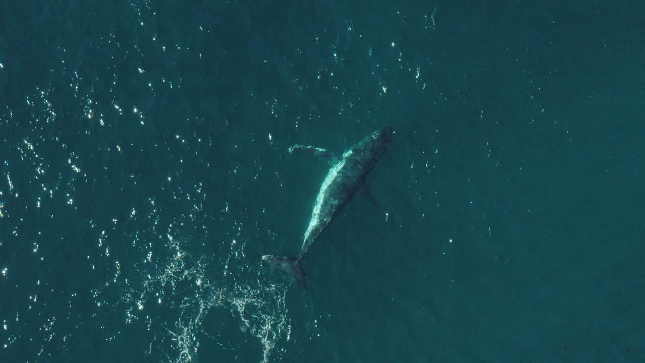 잔잔한 푸른 바다에서 수영하는 혹등고래의 공중 수직 슬로우모션, 이동하는 동안 시드니 북부 해변 해안선에서 놀고 튀는 장면