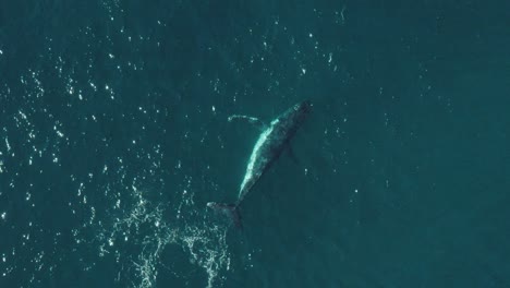 Aerial-vertical-Slow-Mo-footage-of-a-humpback-whale-swimming-in-calm-blue-ocean-water,-playing-and-splashing-around-off-Sydney-Northern-Beaches-Coastline-during-migration