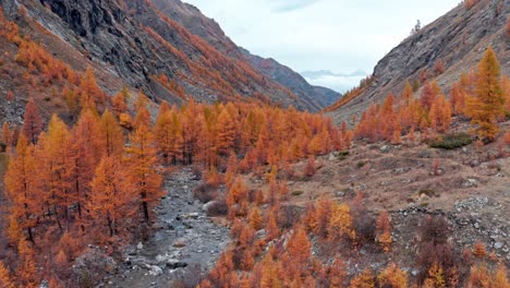 Scenic-orange-colors-of-trees-during-fall-season,-aerial-up-Aosta-Valley,-Italy