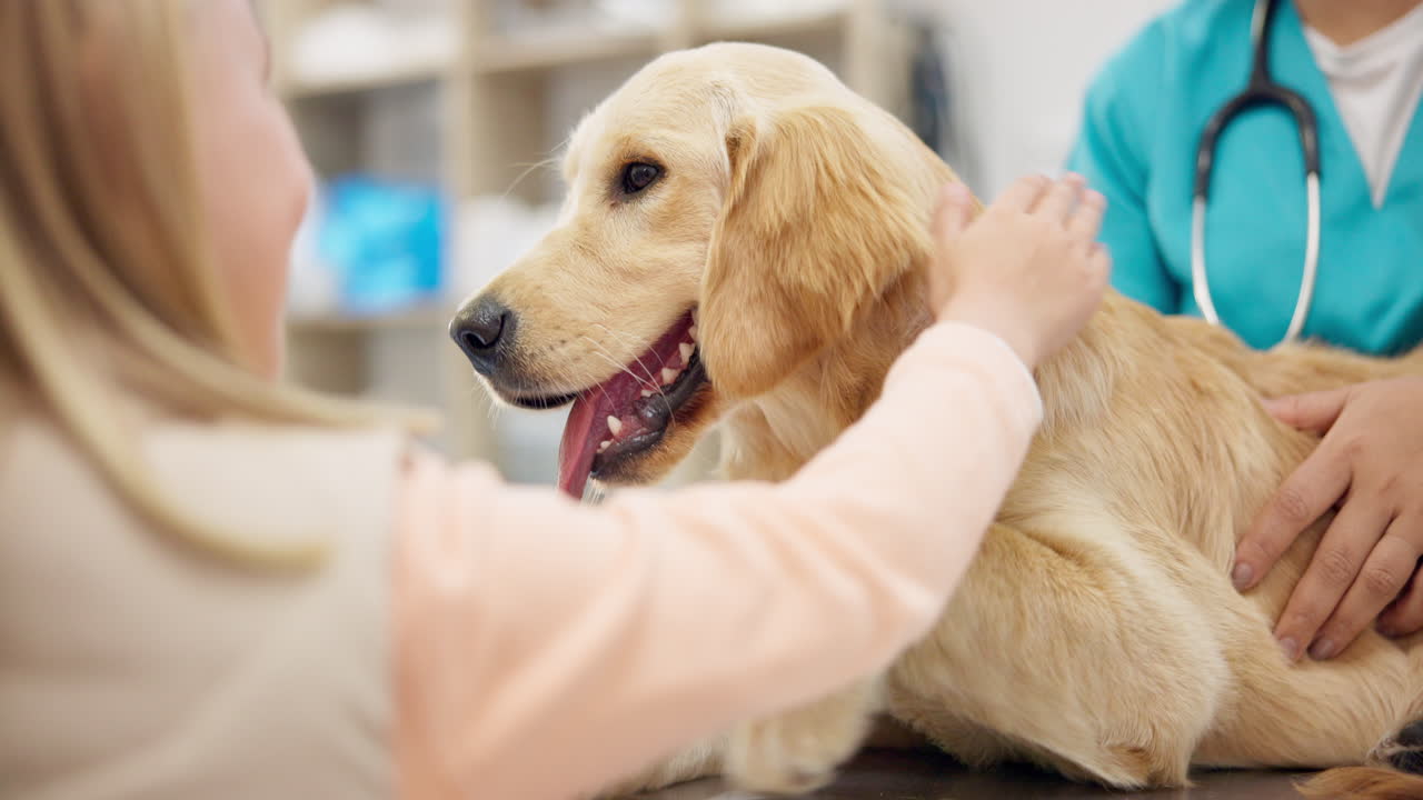 Premium stock video - Hands, vet and a girl with her dog in a clinic