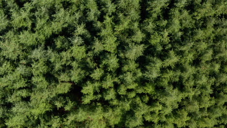 stationary overhead aerial shot of dense conifer trees blowing in the wind