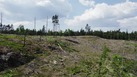 Aerial-drone-forward-moving-shot-of-trunks-of-dead-trees-due-to-deforestation-or-environmental-disaster-alongside-a-lake-on-a-sunny-day