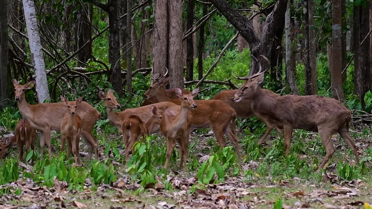 들판의 사슴은 서식지 손실과 사냥으로 인해 멸종 위기에 처한 종입니다.