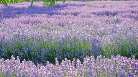 perspectiva personal de la vista de caminar en un campo con plantas de lavanda al amanecer.